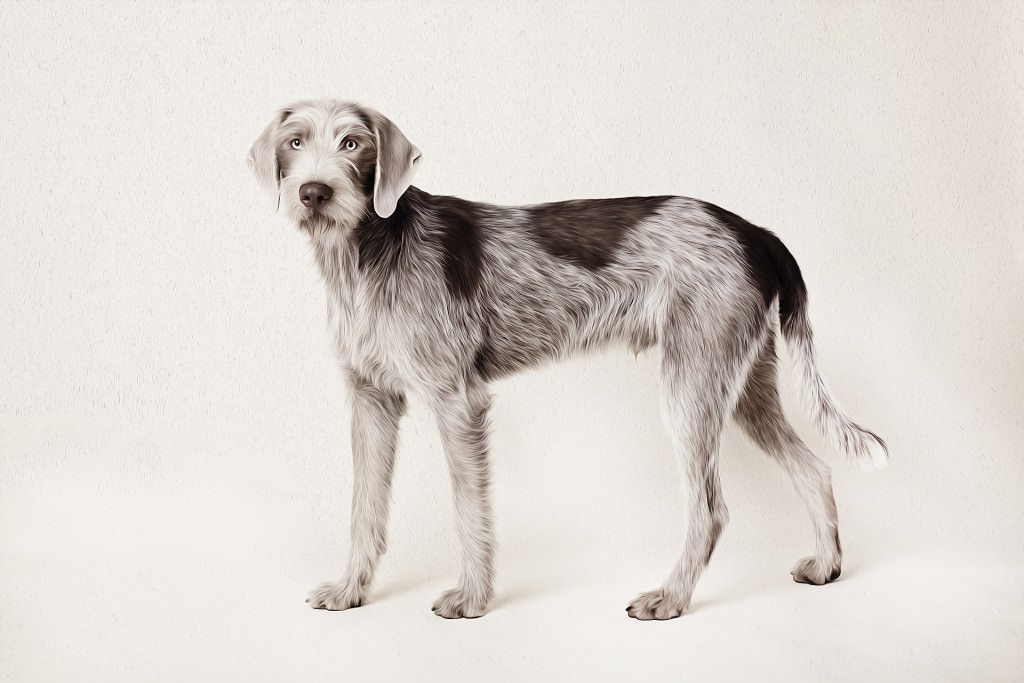 Gun dogs - The Artful Dog Studio