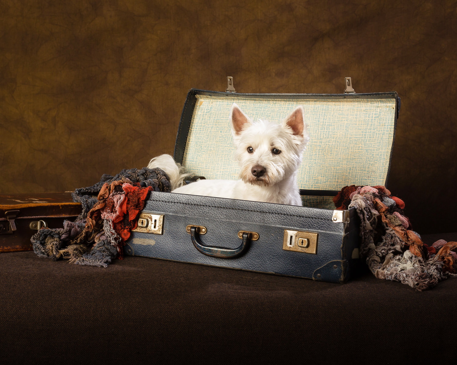 Westie dog portraits