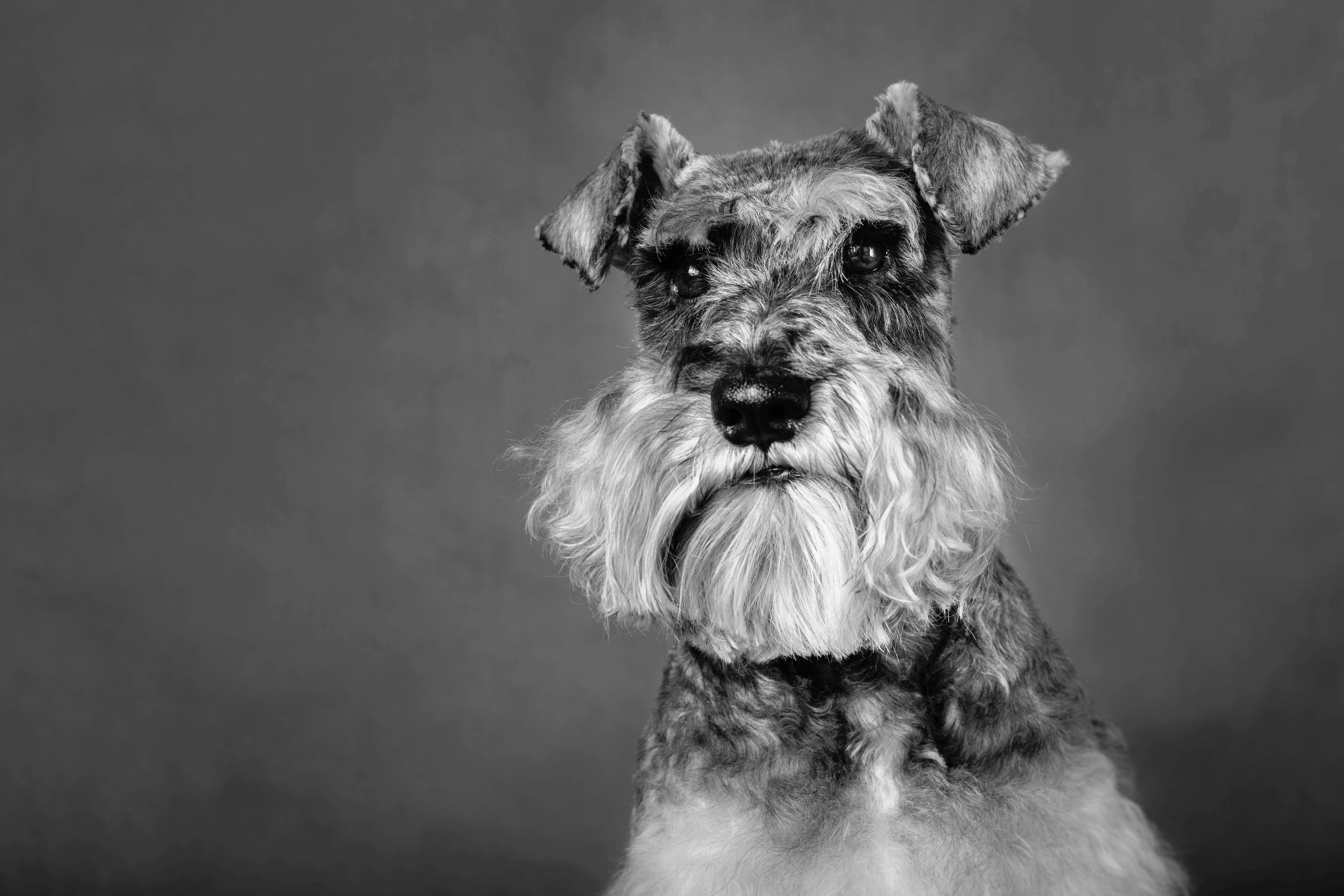 dexter-the-miniature-schnauzer-the-artful-dog-studio