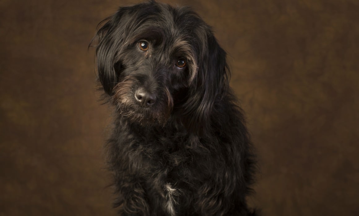 labradoodle love