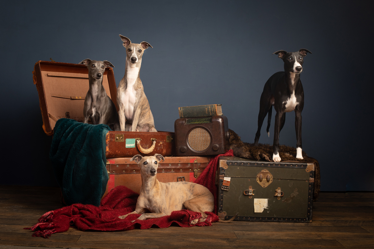 The Artful Dog Studio Ltd